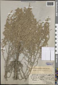 Artemisia austriaca Jacq., Middle Asia, Caspian Ustyurt & Northern Aralia (M8) (Kazakhstan)