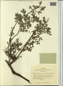 Chrysanthemum sinuatum Ledeb., Siberia, Altai & Sayany Mountains (S2) (Russia)