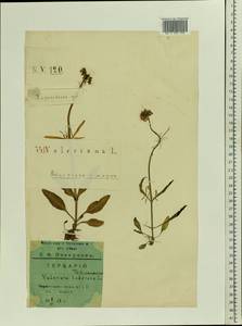 Valeriana tuberosa L., Eastern Europe, North Ukrainian region (E11) (Ukraine)