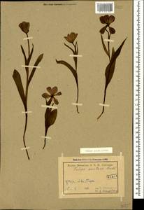 Tulipa julia K.Koch, Caucasus, Armenia (K5) (Armenia)