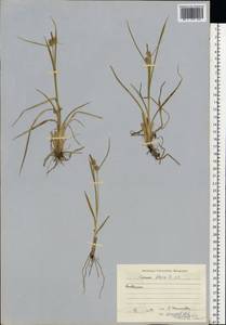 Carex flava L., Eastern Europe, Northern region (E1) (Russia)