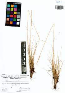 Festuca ovina L., Siberia, Baikal & Transbaikal region (S4) (Russia)