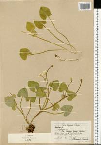 Ficaria calthifolia Rchb., Eastern Europe, Moscow region (E4a) (Russia)