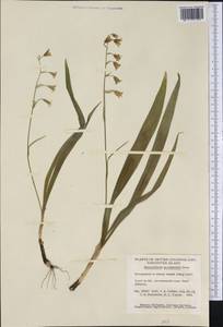 Anticlea occidentalis (A.Gray) Zomlefer & Judd, America (AMER) (Canada)