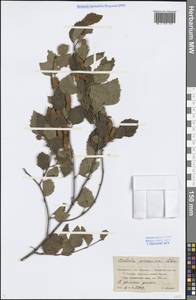 Betula tianschanica Rupr., Middle Asia, Northern & Central Tian Shan (M4) (Kazakhstan)