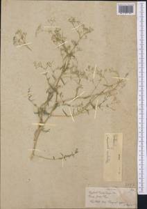 Gypsophila paniculata L., Middle Asia, Muyunkumy, Balkhash & Betpak-Dala (M9) (Kazakhstan)