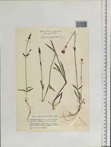 Silene aprica Turcz. ex Fisch. & C. A. Mey., Siberia, Russian Far East (S6) (Russia)