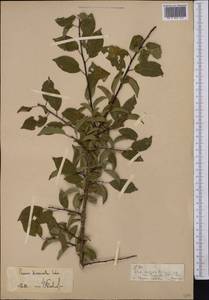 Prunus cerasifera Ehrh., Middle Asia, Pamir & Pamiro-Alai (M2)