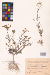 Linum ucranicum (Griseb. ex Planch.) Czern., Eastern Europe, Lower Volga region (E9) (Russia)