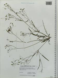 Crepidiastrum tenuifolium (Willd.) Sennikov, Siberia, Baikal & Transbaikal region (S4) (Russia)