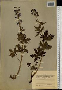 Delphinium elatum subsp. cryophilum (Nevski) Jurtzev, Siberia, Western Siberia (S1) (Russia)