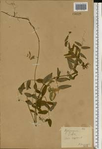 Vicia sepium L., Eastern Europe, North Ukrainian region (E11) (Ukraine)