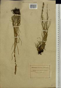 Triglochin maritima L., Eastern Europe, Rostov Oblast (E12a) (Russia)