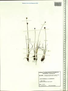 Juncus triglumis L., Siberia, Central Siberia (S3) (Russia)
