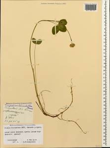 Trifolium elizabethae Grossh., Caucasus, North Ossetia, Ingushetia & Chechnya (K1c) (Russia)