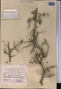Rhamnus erythroxyloides subsp. sintenisii (Rech. fil.) D.J. Mabberley, Middle Asia, Pamir & Pamiro-Alai (M2) (Turkmenistan)