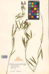 Lathyrus quinquenervius (Miq.) Litv., Siberia, Russian Far East (S6) (Russia)