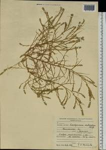 Corispermum declinatum Steph. ex Stev., Eastern Europe, North-Western region (E2) (Russia)