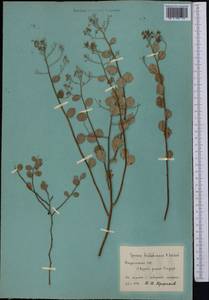 Spiraea baldshuanica B. Fedtsch., Middle Asia, Pamir & Pamiro-Alai (M2) (Tajikistan)