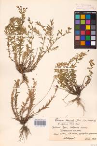 Linum perenne L., Eastern Europe, Eastern region (E10) (Russia)