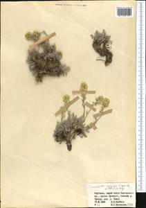 Smelowskia calycina (Stephan ex Willd.) C. A. Mey., Middle Asia, Northern & Central Tian Shan (M4) (Kyrgyzstan)