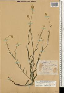 Xeranthemum annuum L., Caucasus, Dagestan (K2) (Russia)