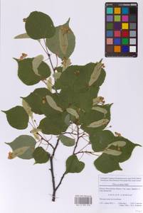 Tilia cordata Mill., Eastern Europe, Moscow region (E4a) (Russia)