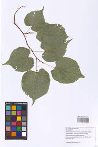 Tilia cordata Mill., Eastern Europe, North-Western region (E2) (Russia)