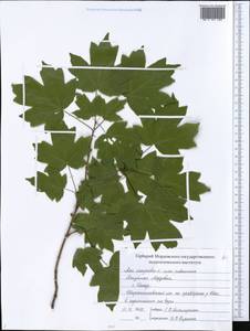 Acer campestre L., Eastern Europe, Middle Volga region (E8) (Russia)