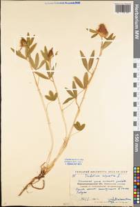 Trifolium alpestre L., Eastern Europe, North Ukrainian region (E11) (Ukraine)