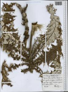 Echinops longisetus A. Rich., Africa (AFR) (Ethiopia)