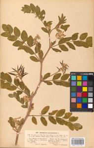 Astragalus glycyphyllos L., Eastern Europe, Moscow region (E4a) (Russia)