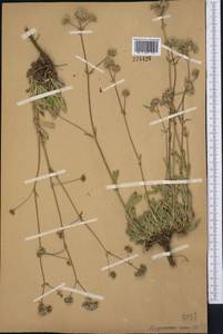 Gypsophila cephalotes (Schrenk) F.N. Williams, Middle Asia, Western Tian Shan & Karatau (M3)