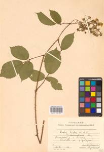 Rubus hirtus Waldst. & Kit., Eastern Europe, West Ukrainian region (E13) (Ukraine)