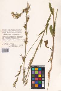 Campanula rapunculus L., Eastern Europe, Lower Volga region (E9) (Russia)