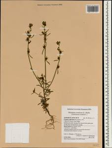 Misopates orontium, South Asia, South Asia (Asia outside ex-Soviet states and Mongolia) (ASIA) (Cyprus)