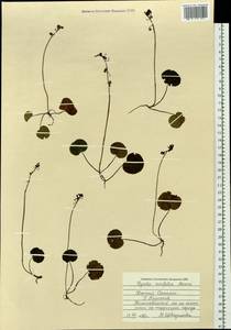 Pyrola renifolia Maxim., Siberia, Russian Far East (S6) (Russia)