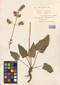 MHA 0 156 252, Salvia nutans L., Eastern Europe, North Ukrainian region (E11) (Ukraine)