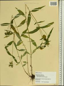 Bidens cernua L., Eastern Europe, Western region (E3) (Russia)