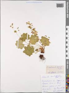 Alchemilla argutiserrata H. Lindb. ex Juz., Eastern Europe, Volga-Kama region (E7) (Russia)