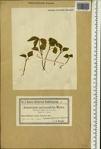Parthenocissus quinquefolia (L.) Planch., South Asia, South Asia (Asia outside ex-Soviet states and Mongolia) (ASIA) (Poland)