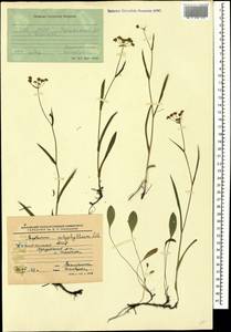 Bupleurum polyphyllum Ledeb., Caucasus, Dagestan (K2) (Russia)