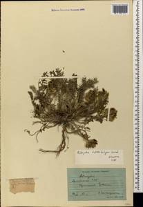 Astragalus takhtadzhjanii Grossh., Caucasus, Armenia (K5) (Armenia)