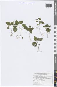 Circaea alpina L., Eastern Europe, Middle Volga region (E8) (Russia)