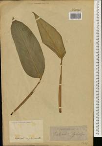 Heliconia farinosa Raddi, South Asia, South Asia (Asia outside ex-Soviet states and Mongolia) (ASIA) (Not classified)