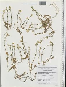 Cerastium alpinum L., Eastern Europe, Northern region (E1) (Russia)