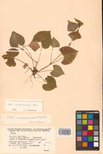 Viola acuminata var. austroussuriensis (W.Becker) Kitag., Siberia, Russian Far East (S6) (Russia)