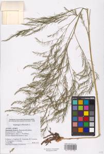 Asparagus officinalis L., Eastern Europe, Central forest-and-steppe region (E6) (Russia)