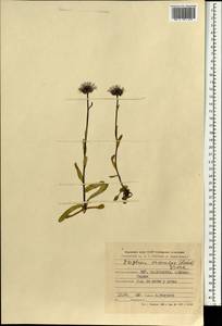 Erigeron eriocalyx (Ledeb.) Vierh., Mongolia (MONG) (Mongolia)