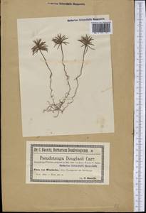 Pseudotsuga menziesii (Mirb.) Franco, America (AMER) (Germany)